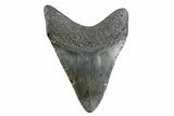 Fossil Megalodon Tooth - North Carolina #378061-2